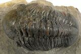 Detailed Reedops Trilobite - Atchana, Morocco #312769-2